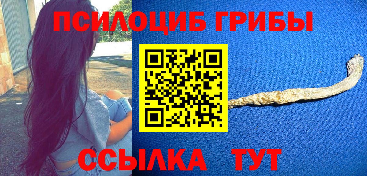 Псилоцибиновые грибы Psilocybe Краснотурьинск